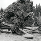Illustration for article titled Photos of Orange County, Calif., When Oranges Actually Grew There